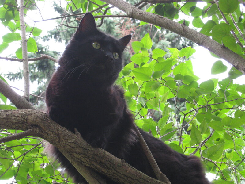 Black Cat in Tree — Calm, Afternoon