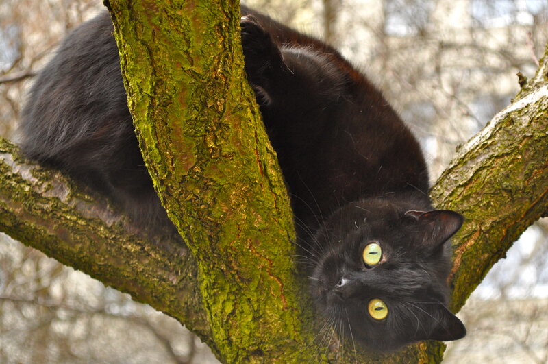 Black Cat in Tree — Calm, Autumn, Photograph