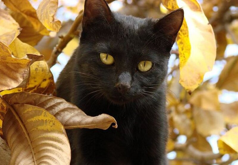 Black Cat in Tree — Calm, Autumn
