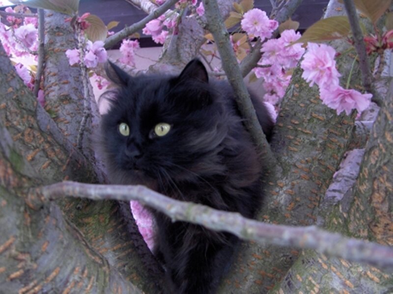 Black Cat in Tree — Calm, Spring, Photograph, Flowers