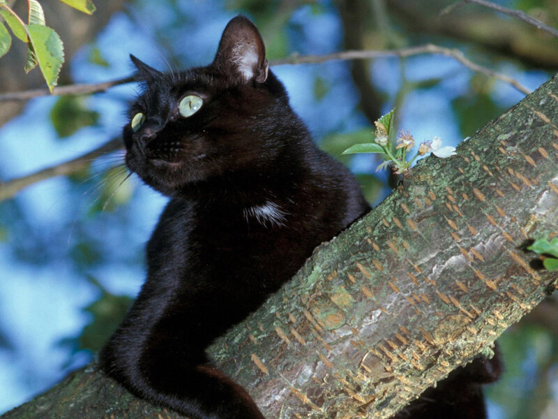 Black Cat in Tree — Calm, Spring, Photograph