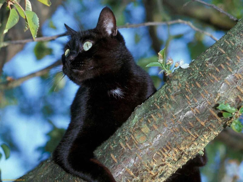 Black Cat in Tree — Calm, Spring, Photograph, Tree Branch