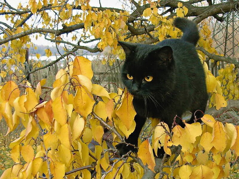 Black Cat in Tree — Calm