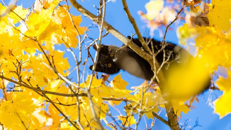 Black Cat in Tree — Yellow