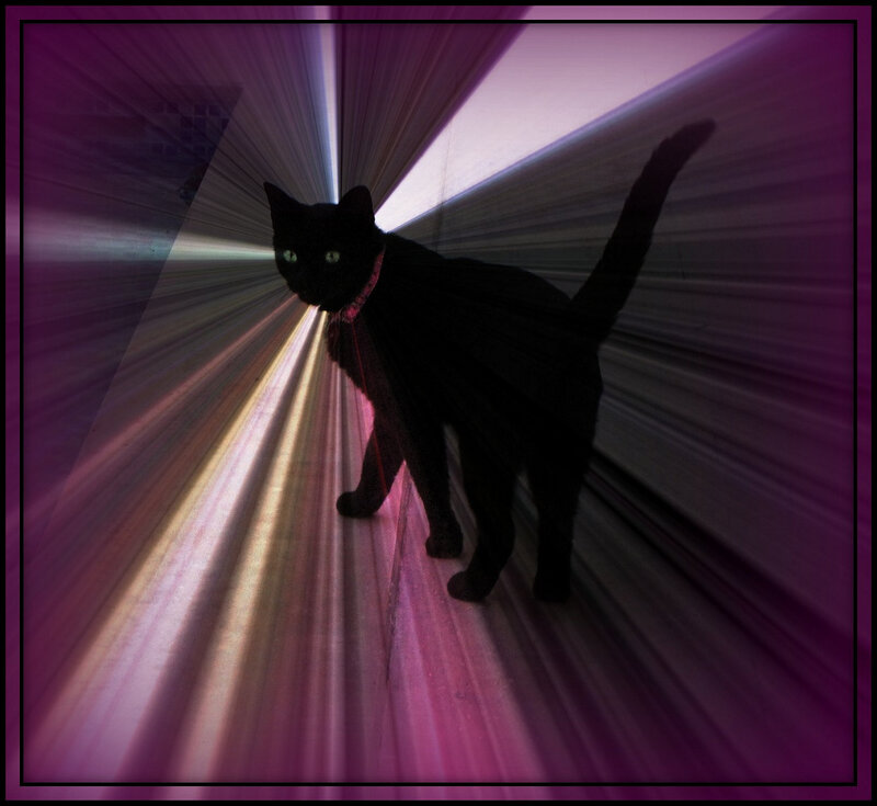 Black Cat in Tunnel — Purple