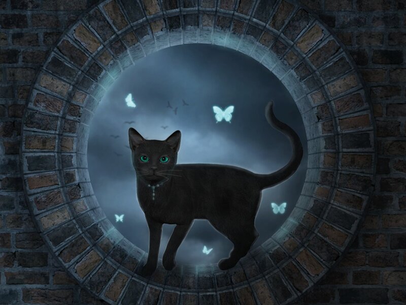 Black Cat in Tunnel