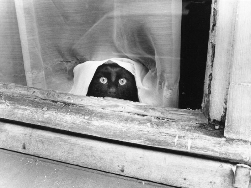 Black Cat in Window — Curious