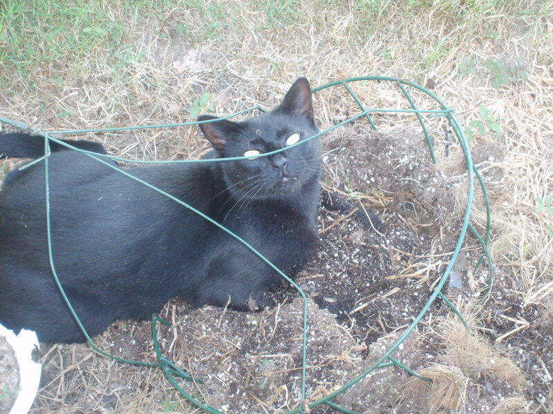 Black Cat in Wire Cage