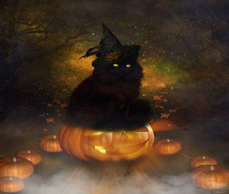 Black Cat in Witch Hat — Mysterious
