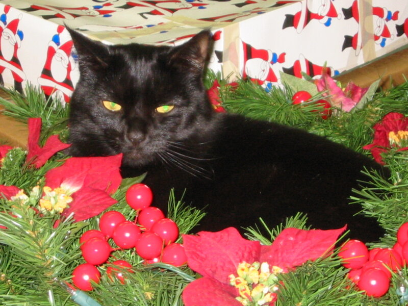 Black Cat in Wreath