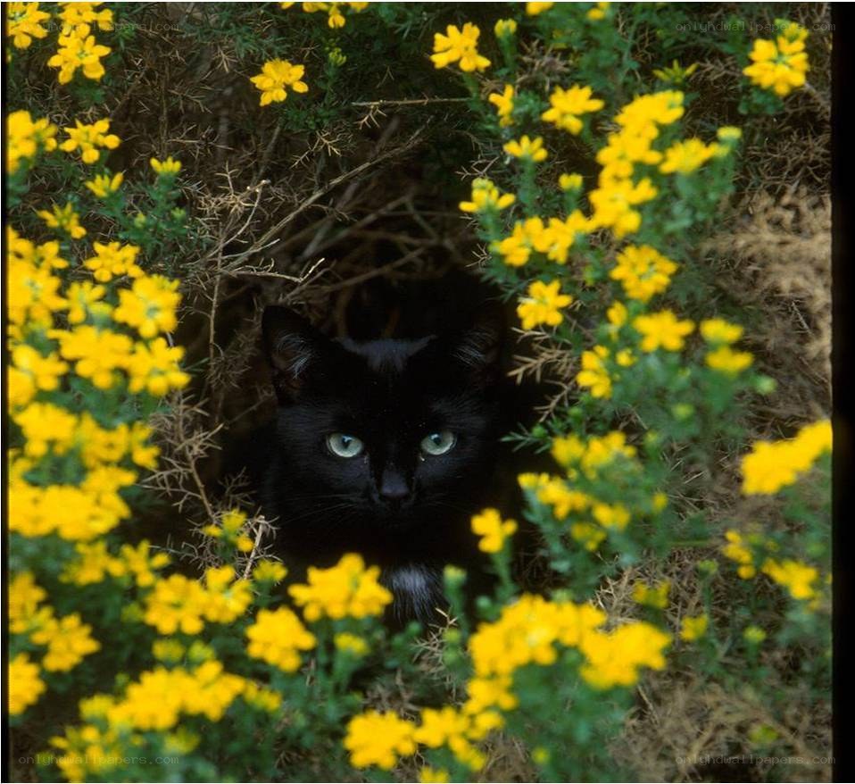 Black cat in yellow flowers