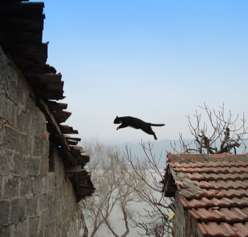 Black Cat Jumping