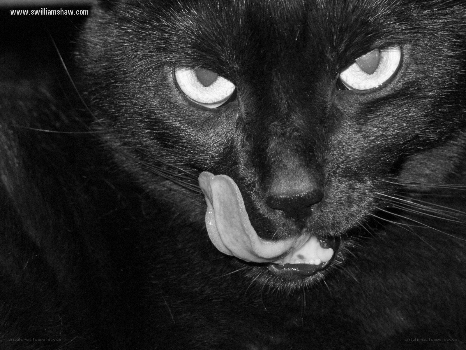 black cat licking its lips