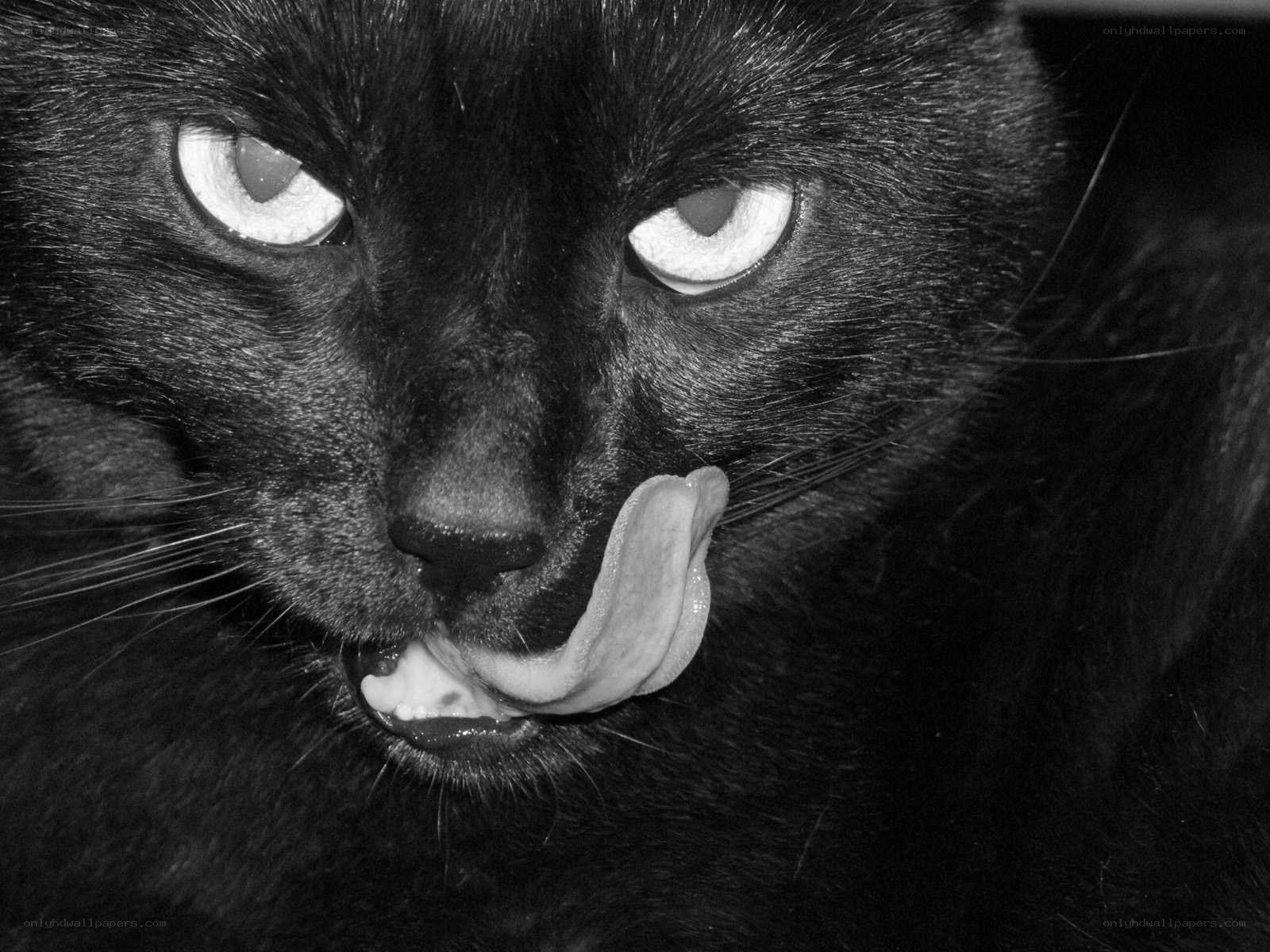 black cat licking its nose