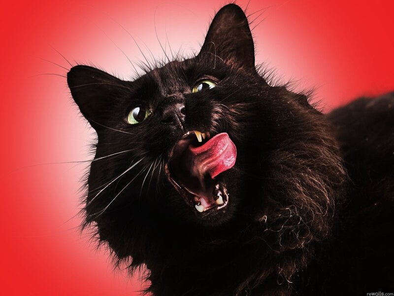 Black Cat Licking Mouth — Red