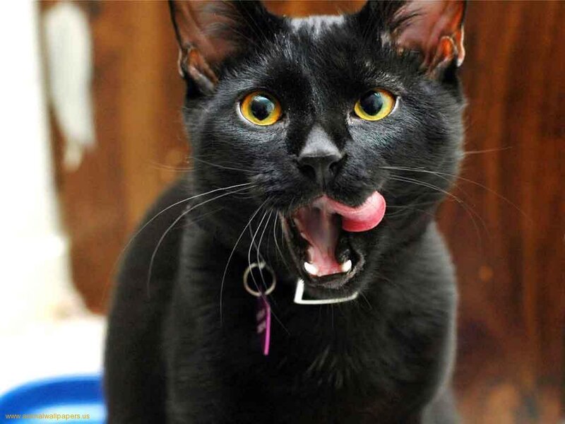 Black Cat Licking Mouth