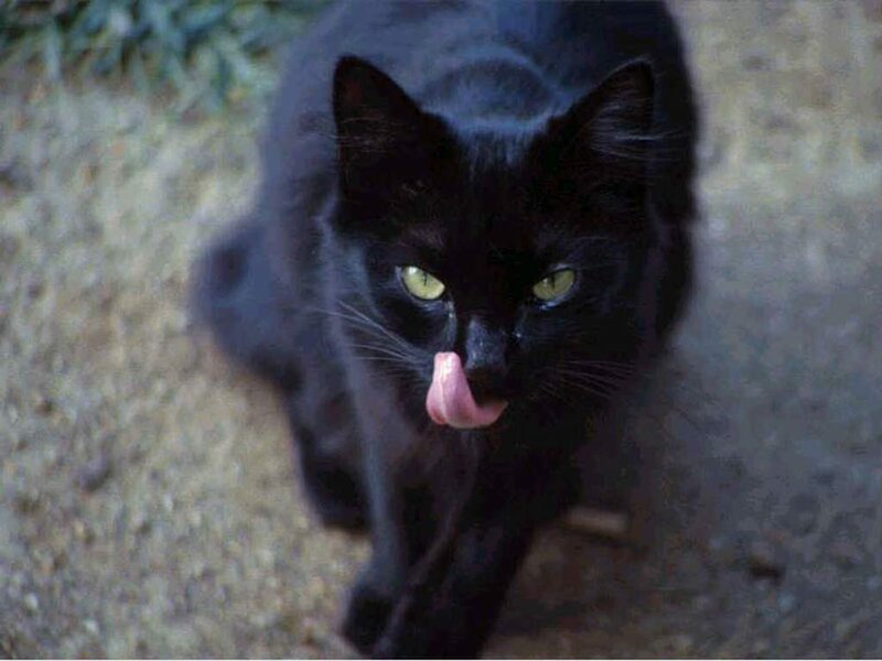 Black Cat Licking Nose — Calm, Photograph