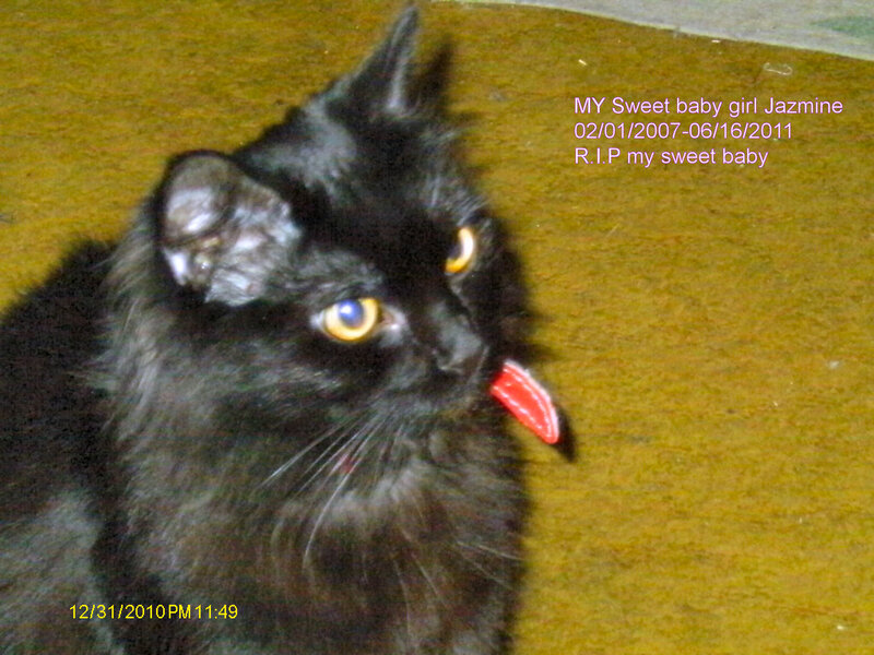 Black Cat Licking Nose — Calm