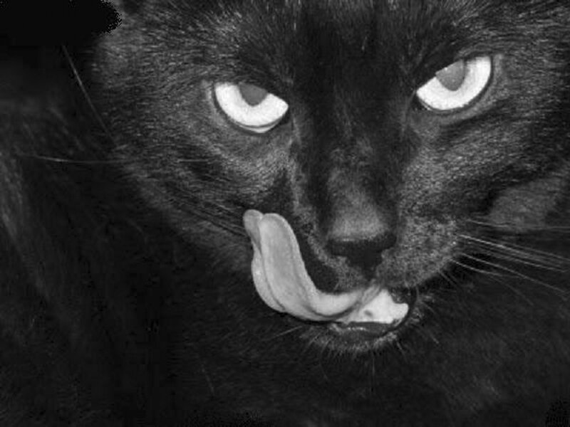 Black Cat Licking Nose — Intense