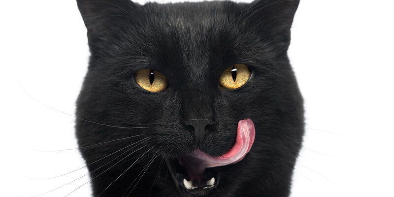 Black Cat Licking Nose — Neutral