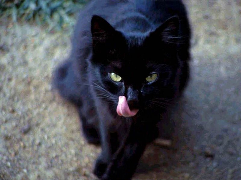Black Cat Licking Nose