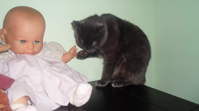 Black Cat Licking Paw