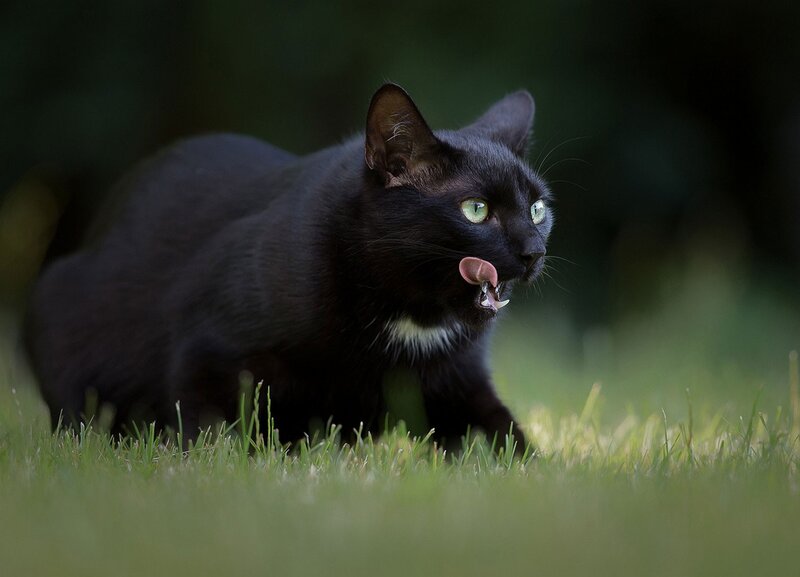 Black Cat Licking Tongue
