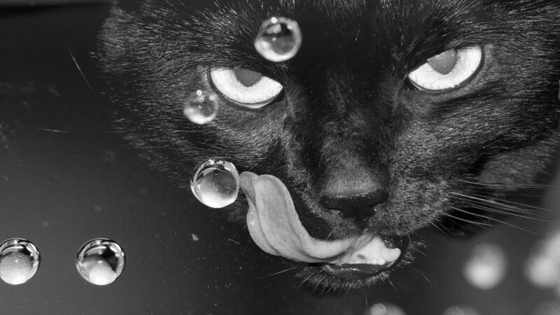 Black Cat Licking Water — Dramatic, Photograph, Water Droplets, Tongue, Eyes, White