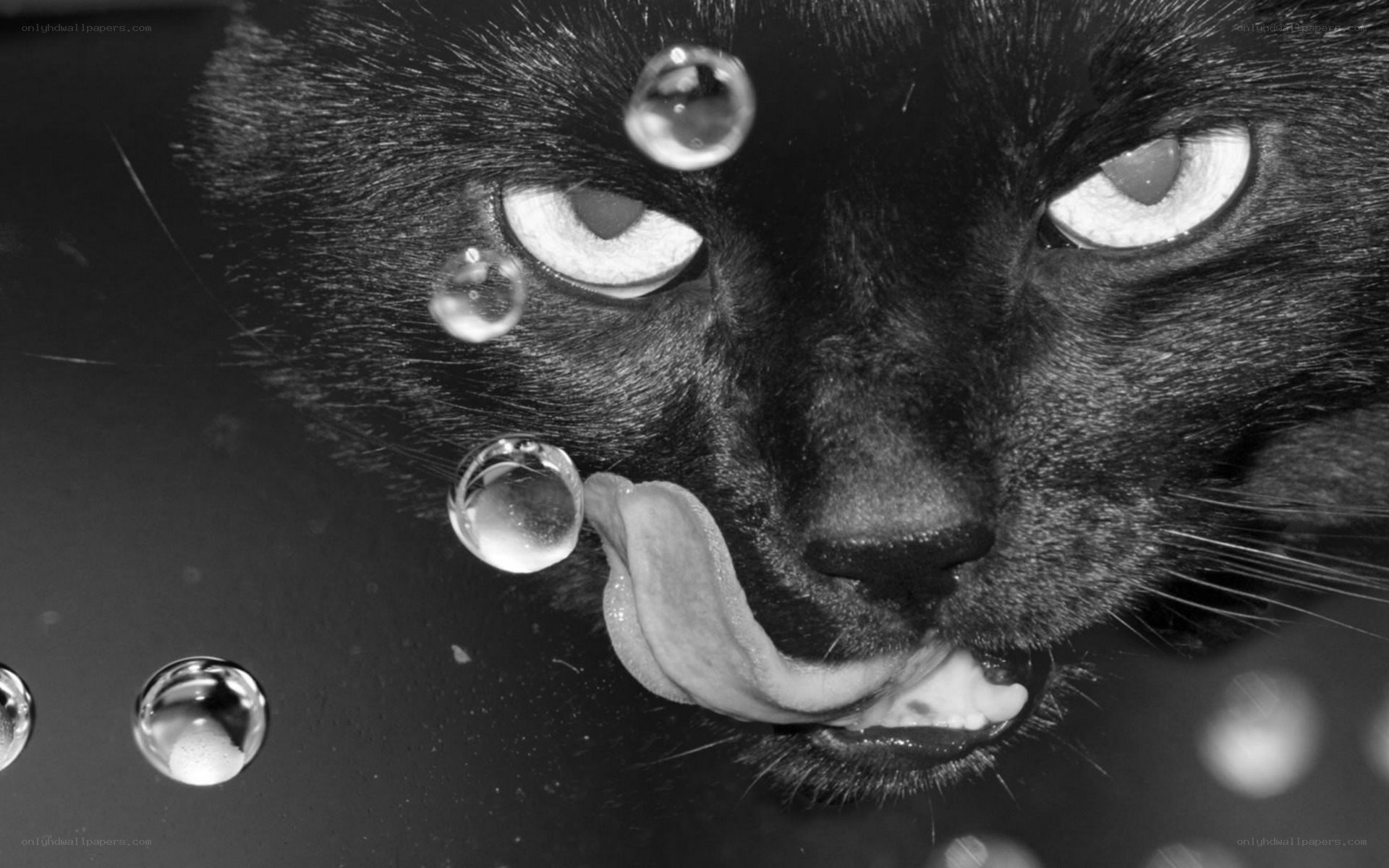 black cat licking water droplets