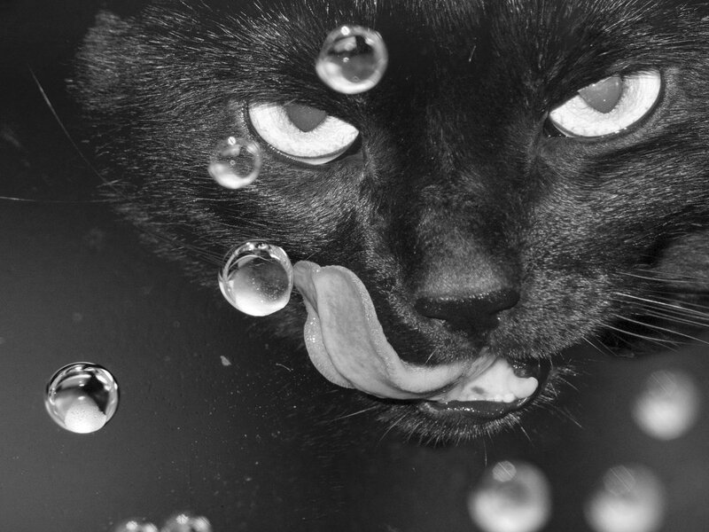 Black Cat Licking Water