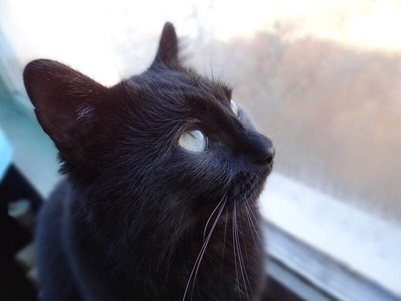 Black Cat Looking Out Window — Calm