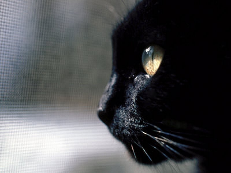 black cat looking out window
