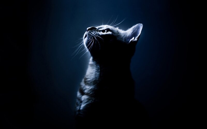Black Cat Looking Up — Blue, Dramatic