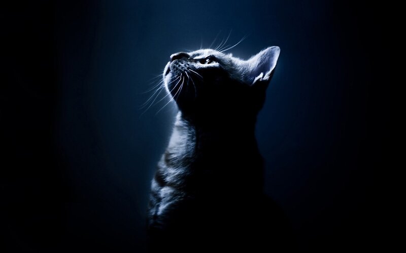 Black Cat Looking Up — Blue