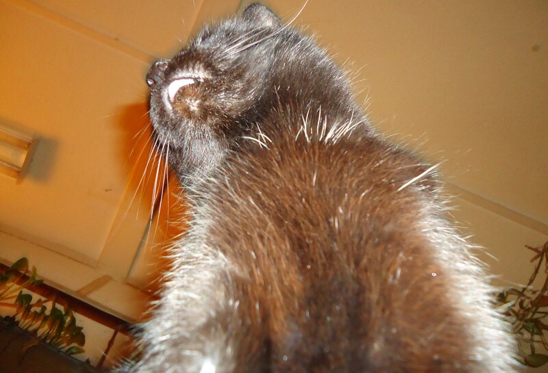 Black Cat Looking Up — Brown