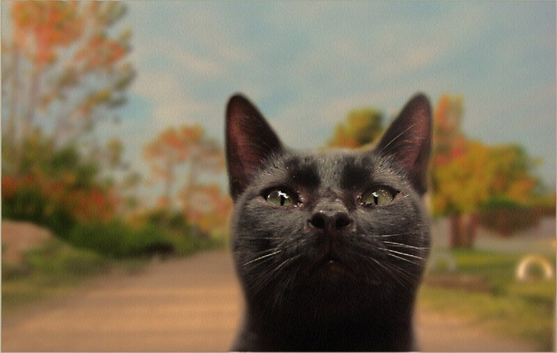 Black Cat Looking Up — Calm