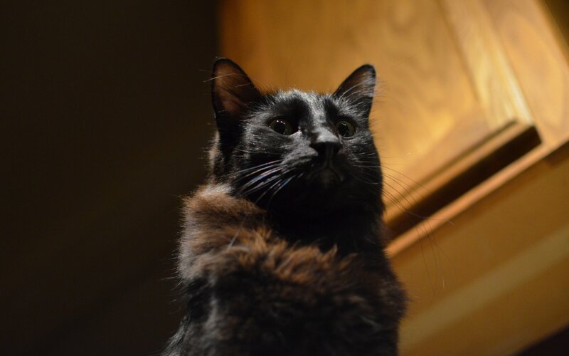 Black Cat Looking Up — Curious, Photograph
