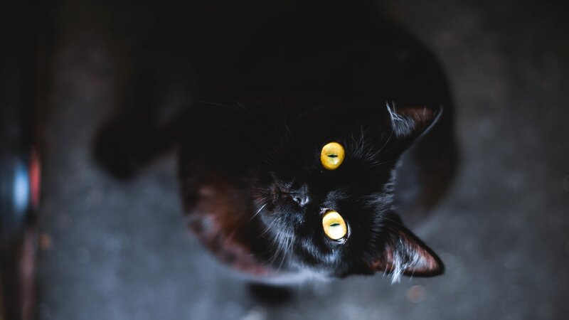 Black Cat Looking Up — Dramatic, Night