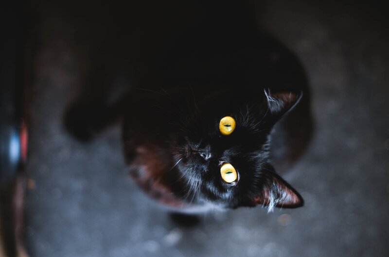 Black Cat Looking Up — Dramatic