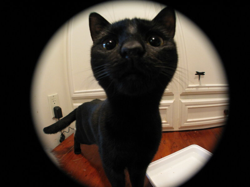 Black Cat Looking Up