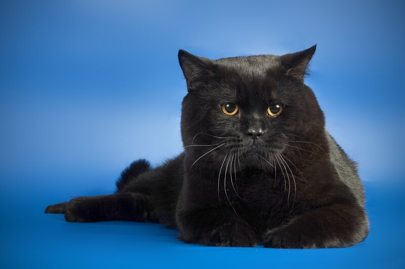 Black Cat Lying Down — Blue, Calm, Photograph, Blue Background
