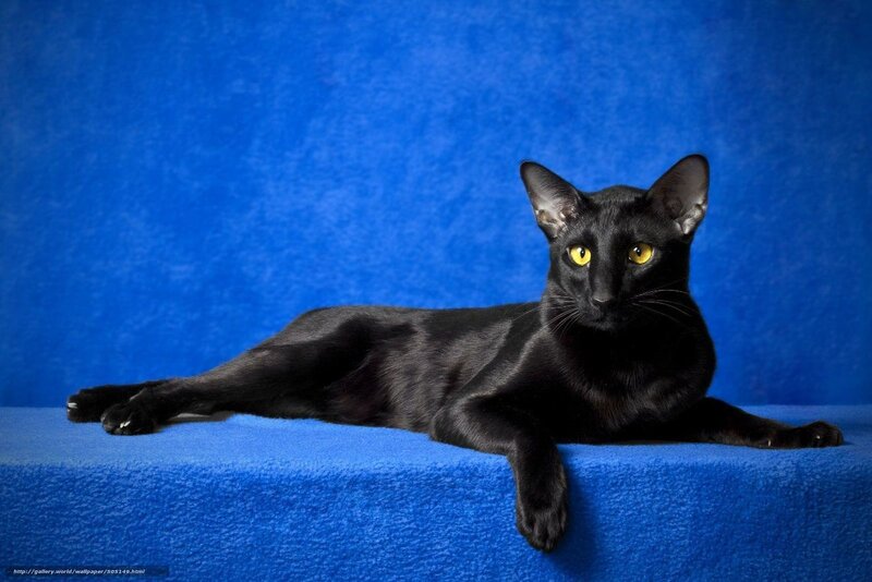 Black Cat Lying Down — Blue, Calm, Photograph, Blue Surface