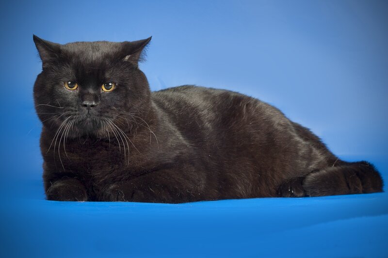 Black Cat Lying Down — Blue, Calm, Photograph