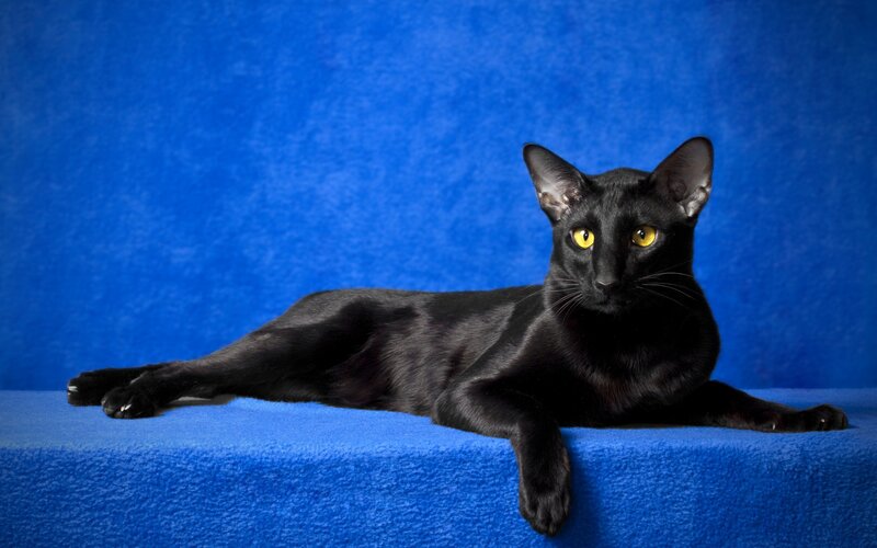 Black Cat Lying Down — Blue, Calm