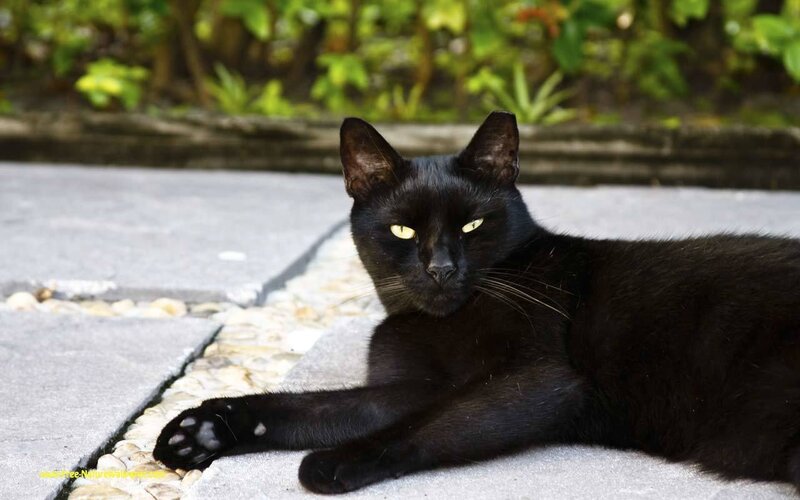 Black Cat Lying Down — Calm, Afternoon, Photograph, Pavement
