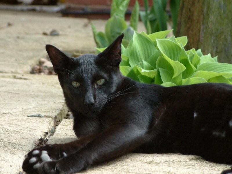 Black Cat Lying Down — Calm, Afternoon, Photograph, Plant