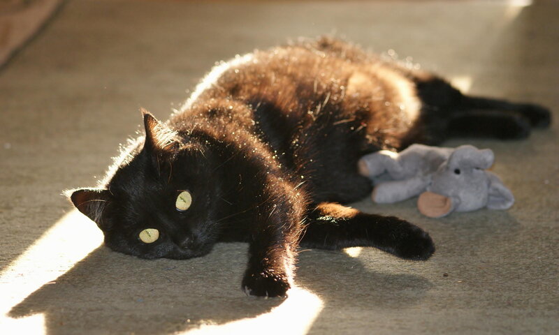 Black Cat Lying Down — Calm, Afternoon, Photograph, Stuffed Toy