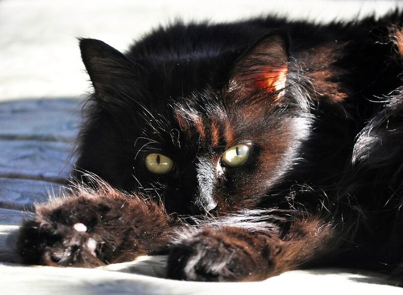 Black Cat Lying Down — Calm, Afternoon, Photograph