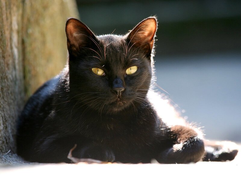 Black Cat Lying Down — Calm, Afternoon, Photograph, Tree Trunk
