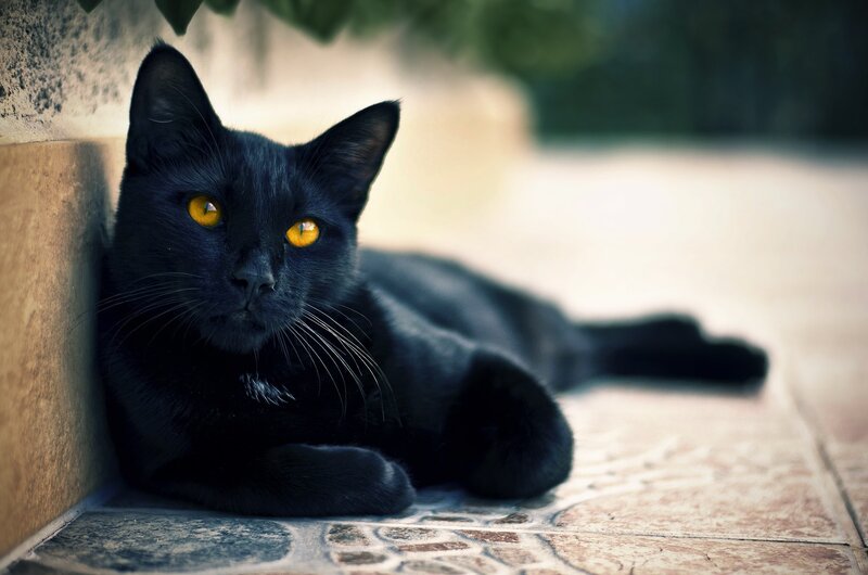 Black Cat Lying Down — Calm, Afternoon, Photograph, Wall, Floor